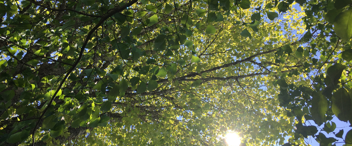 Trees with sunlight shining through the leaves.
